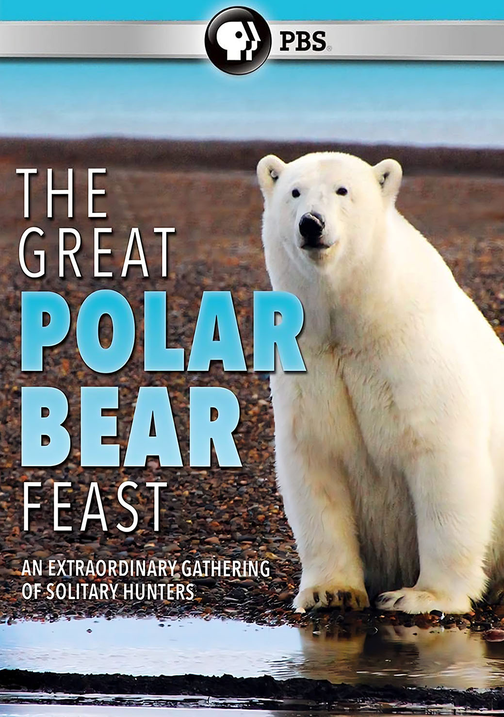 The Great Polar Bear Feast